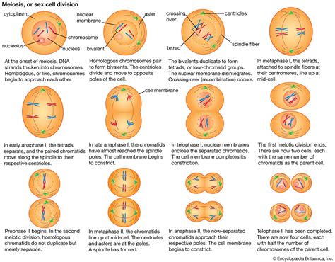 how many chromosomes in meiosis.